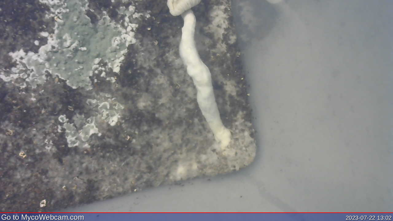 Current Webcam Image